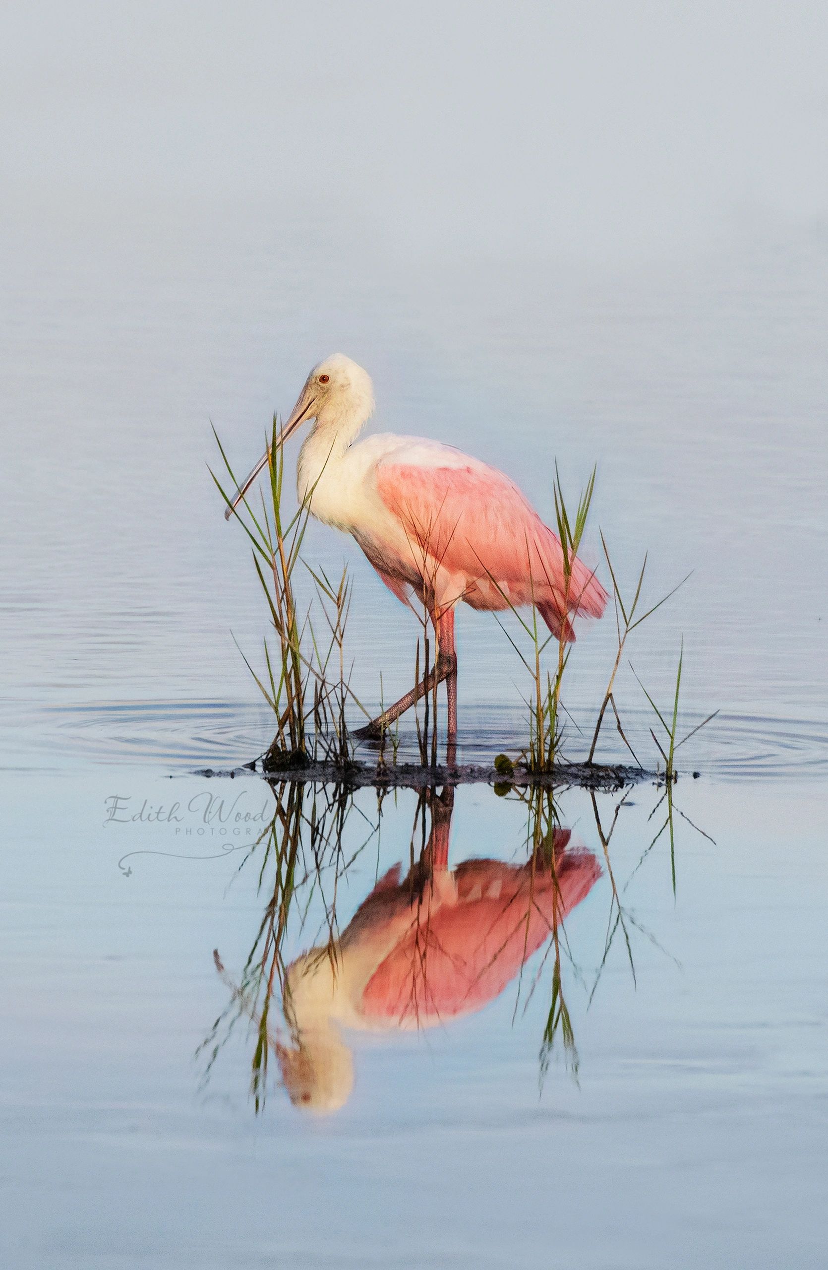 Roseate spoonbill standing in shallow water.