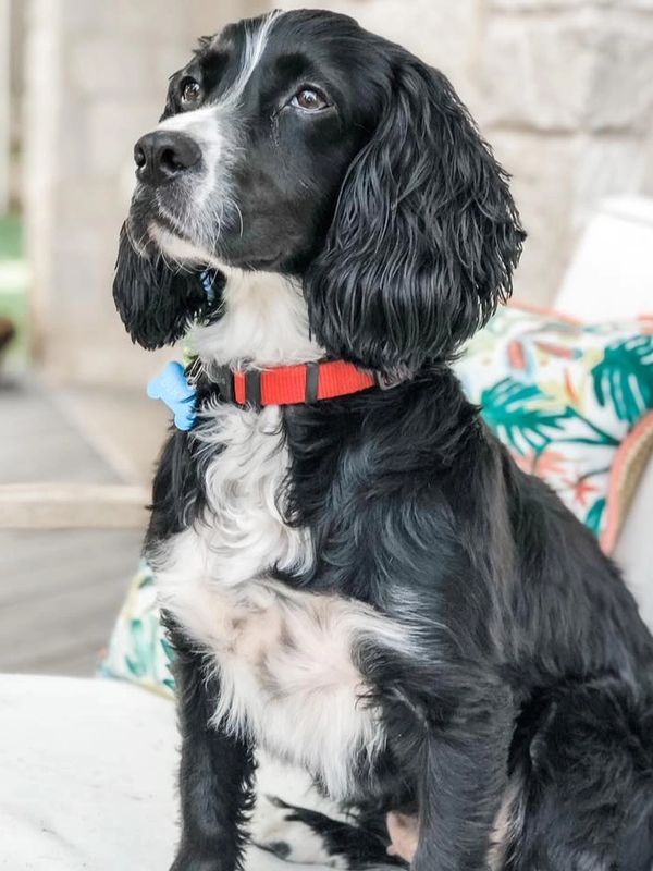 Birdie, English Cocker Spaniel