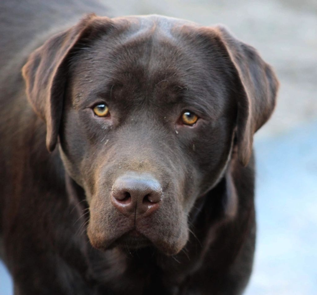 Chocolate Labrador 