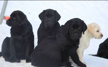 English Lab puppies 