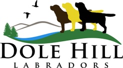 Dole Hill Labradors