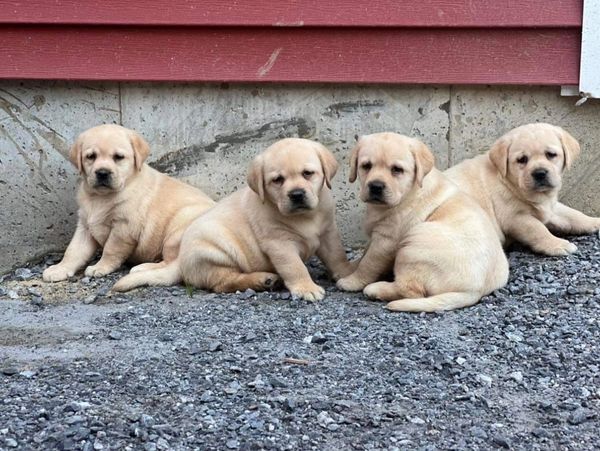 Yellow Lab puppies 