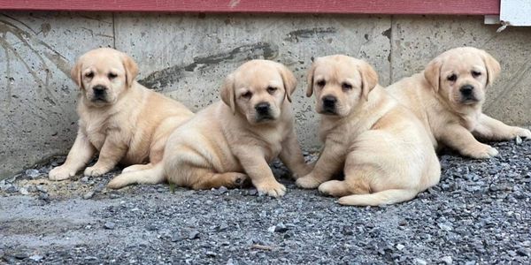 Yellow Lab puppies 