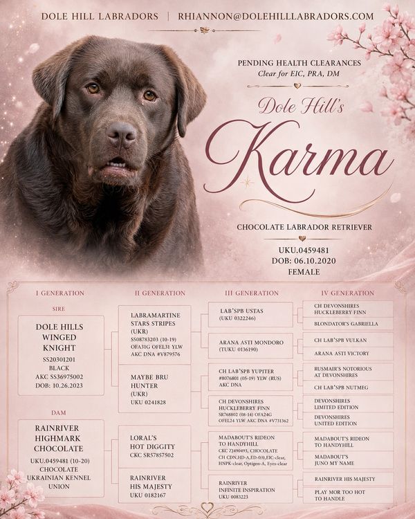 Chocolate Labrador retriever pedigree and photo.