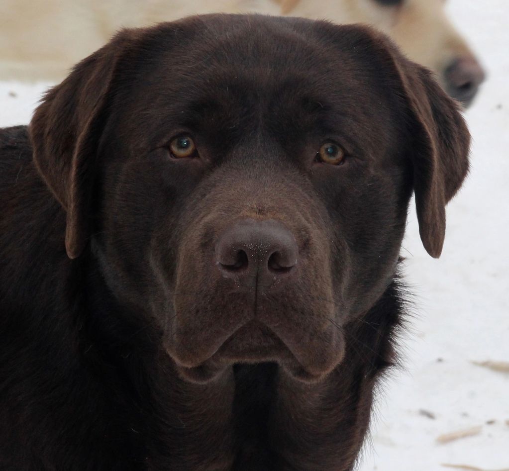 Chocolate Labrador 