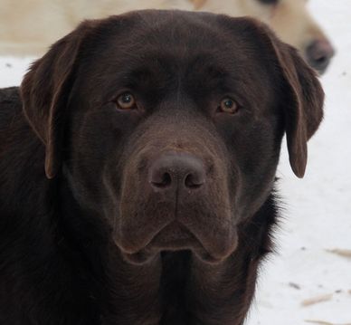 Chocolate English Lab 