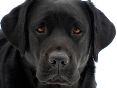 Black Lab 