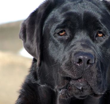 Black Lab 