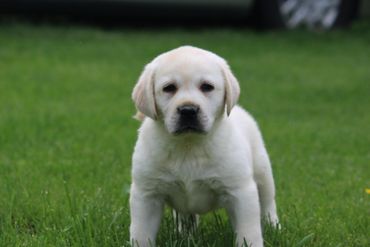 Yellow Lab puppy 