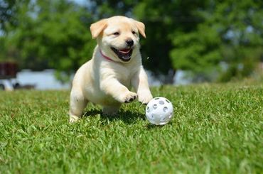 Yellow Lab puppy 