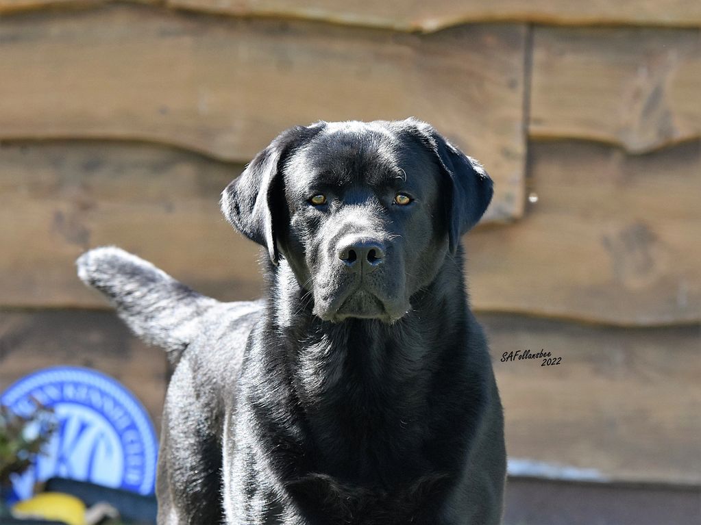 Black English Lab 