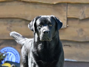 Black Lab 