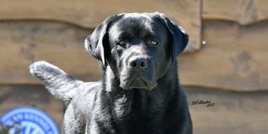 Black English Lab 