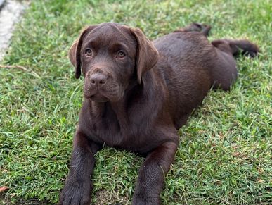 12 week old Chocolate Lab 