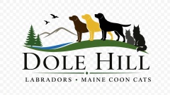 Dole Hill Labradors