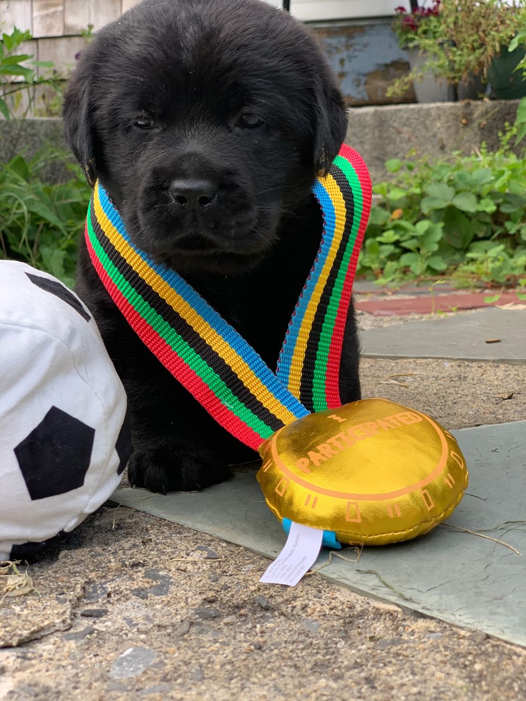 Black Labrador puppy 