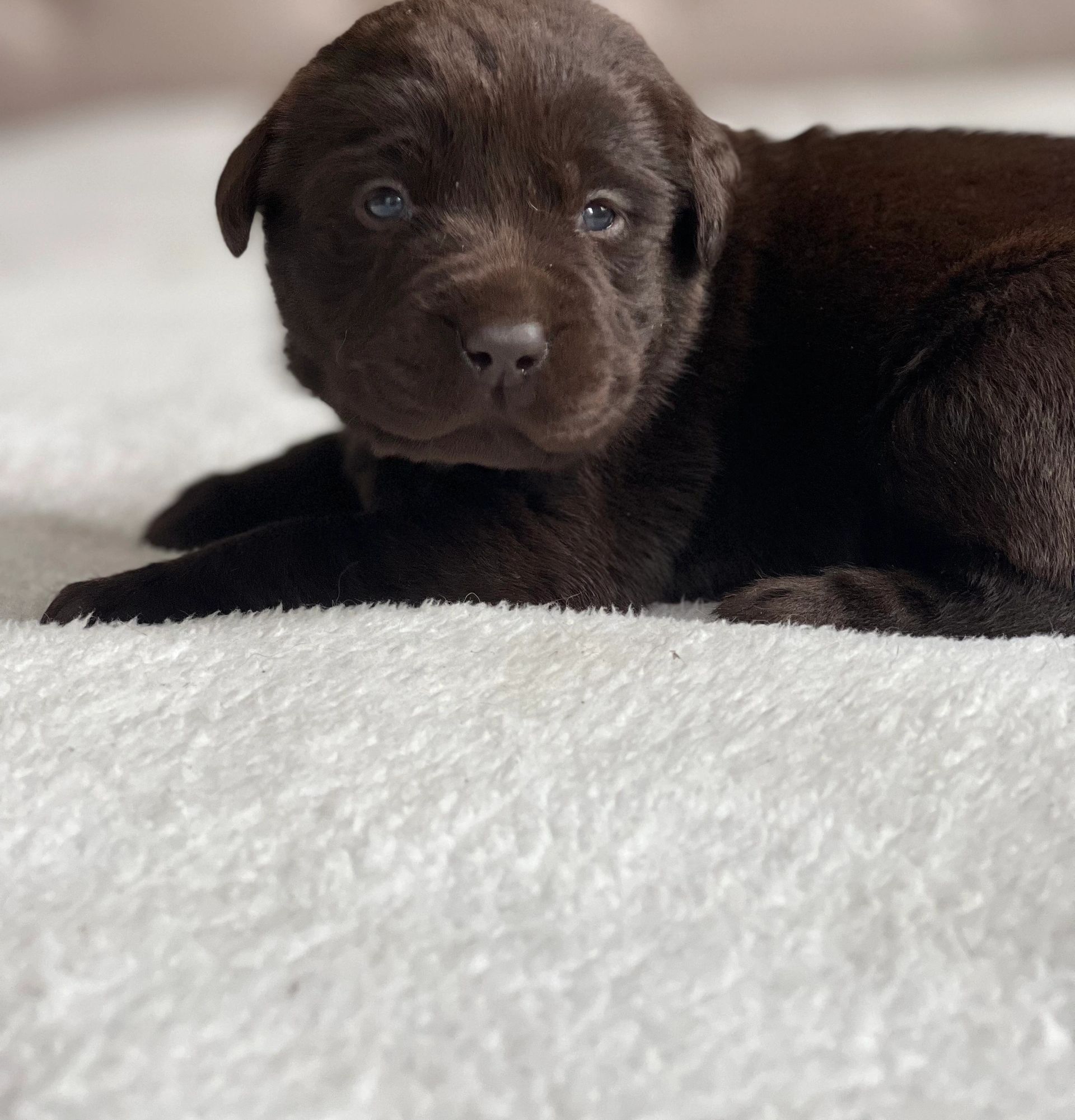 cute black lab puppies with blue eyes