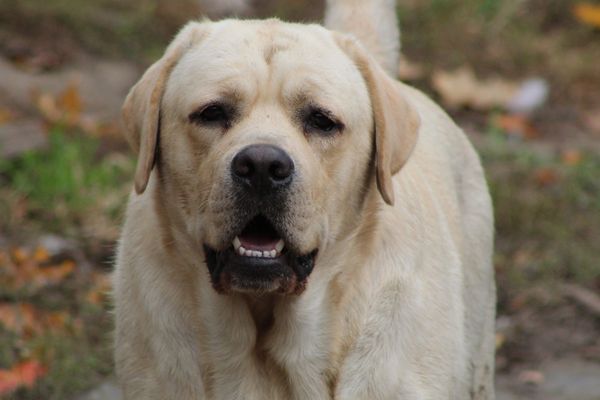 Close-up of a yellow Labrador Retriever.