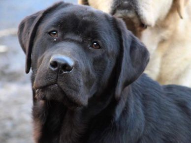 Black Lab