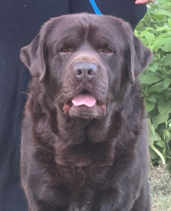Chocolate Labrador Retriever with tongue out.