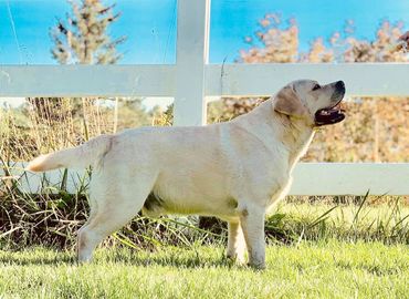 Yellow Labrador 