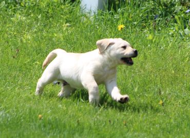 Yellow Lab puppy 