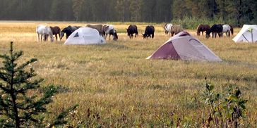 horse pack trips in yellowstone