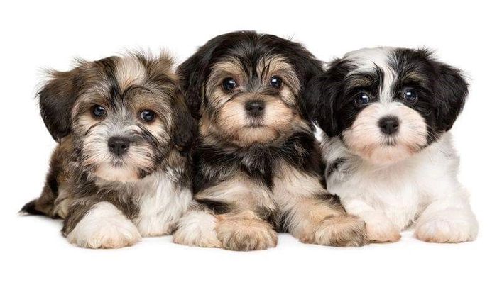 Havachons Puppies - Havanese Bichon Mix, Puppies, Pets