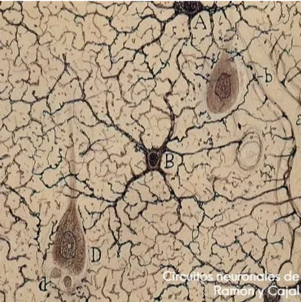 Neuronas, parte del cerebro dibujado por Santiago Ramón y Cajal.