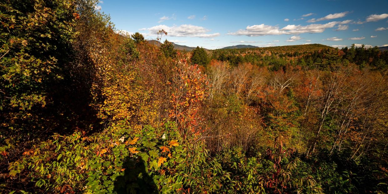 Autumn forest with colorful foliage under a blue sky.