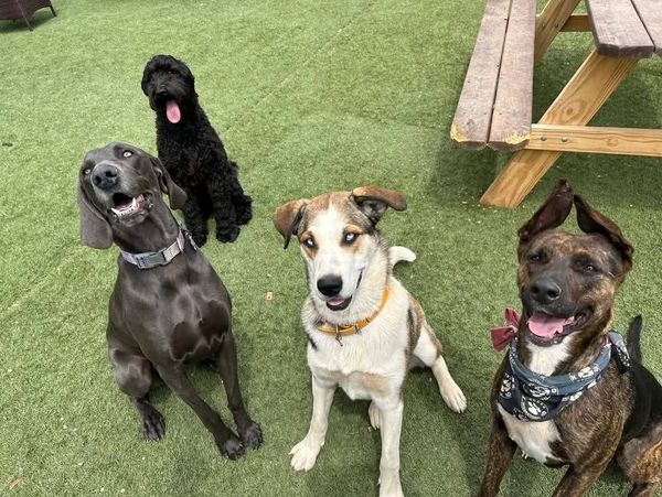 Four happy dogs sitting together on green grass near a wooden bench.