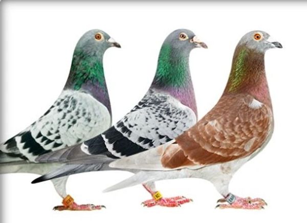 Where to Buy Pigeons: Pet Stores, Breeders, and Online Stores