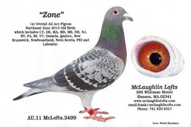 Mclaughlin Lofts Has Old Line Staf Van Reet Casaert Other Pigeons