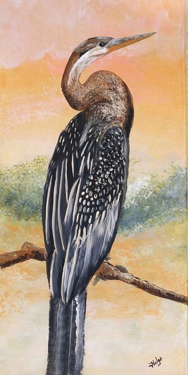 Anhinga