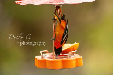 Baltimore Oriole in Massachusetts