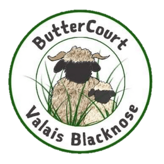 Buttercourt Valais Blacknose Sheep