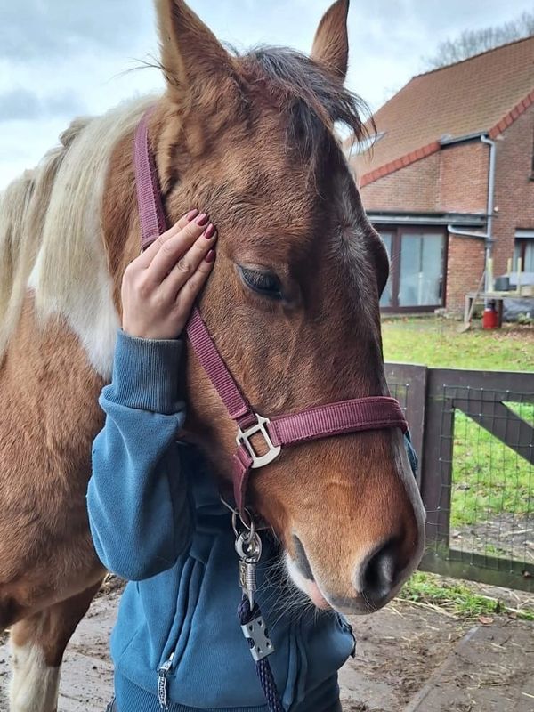 Person gently hugs a brown horse wearing a halter.