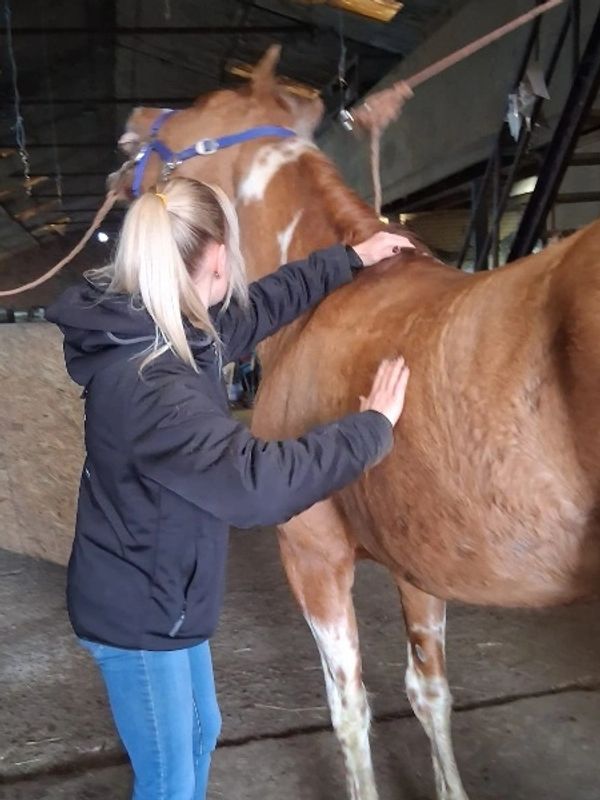 Person grooming a horse inside a stable.