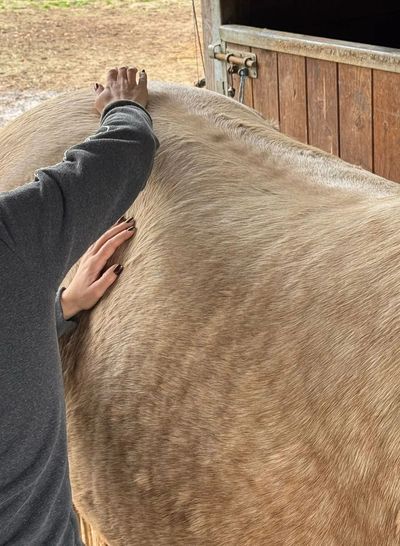 Person gently touching a horse's back near a stable door.