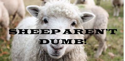 Sheep aren't dumb.