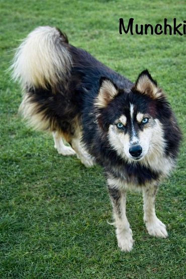A striking Siberian Husky with blue eyes standing on grass.