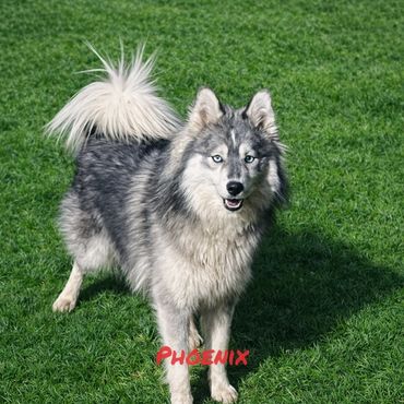 Fluffy gray and white Siberian Husky standing on lush green grass.