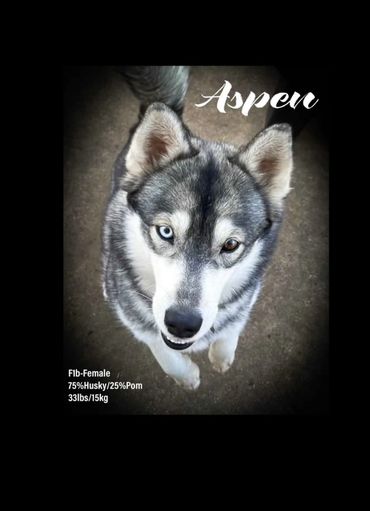 A female Husky-Pomeranian mix named Aspen with striking heterochromatic eyes.