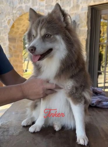 Fluffy gray and white dog sitting on a table with a person's hand petting it.