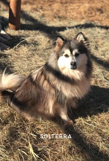 Fluffy dog sitting on dry grass in sunlight.