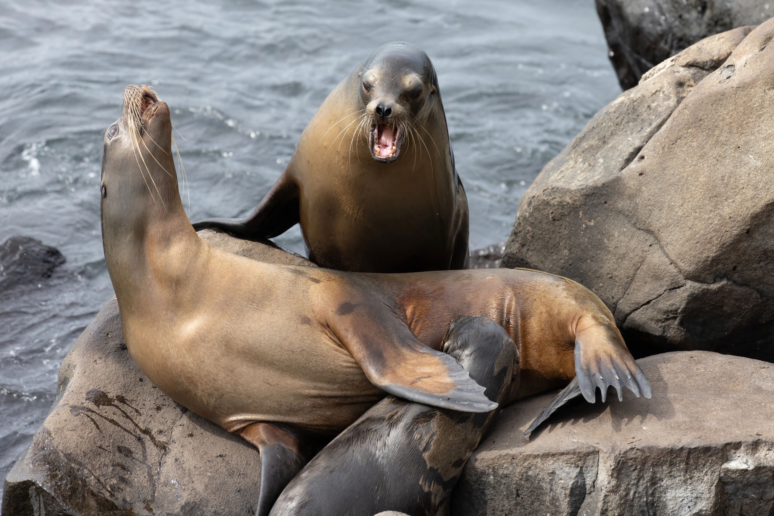 Three sea lions resting on rocky shore by the ocean.