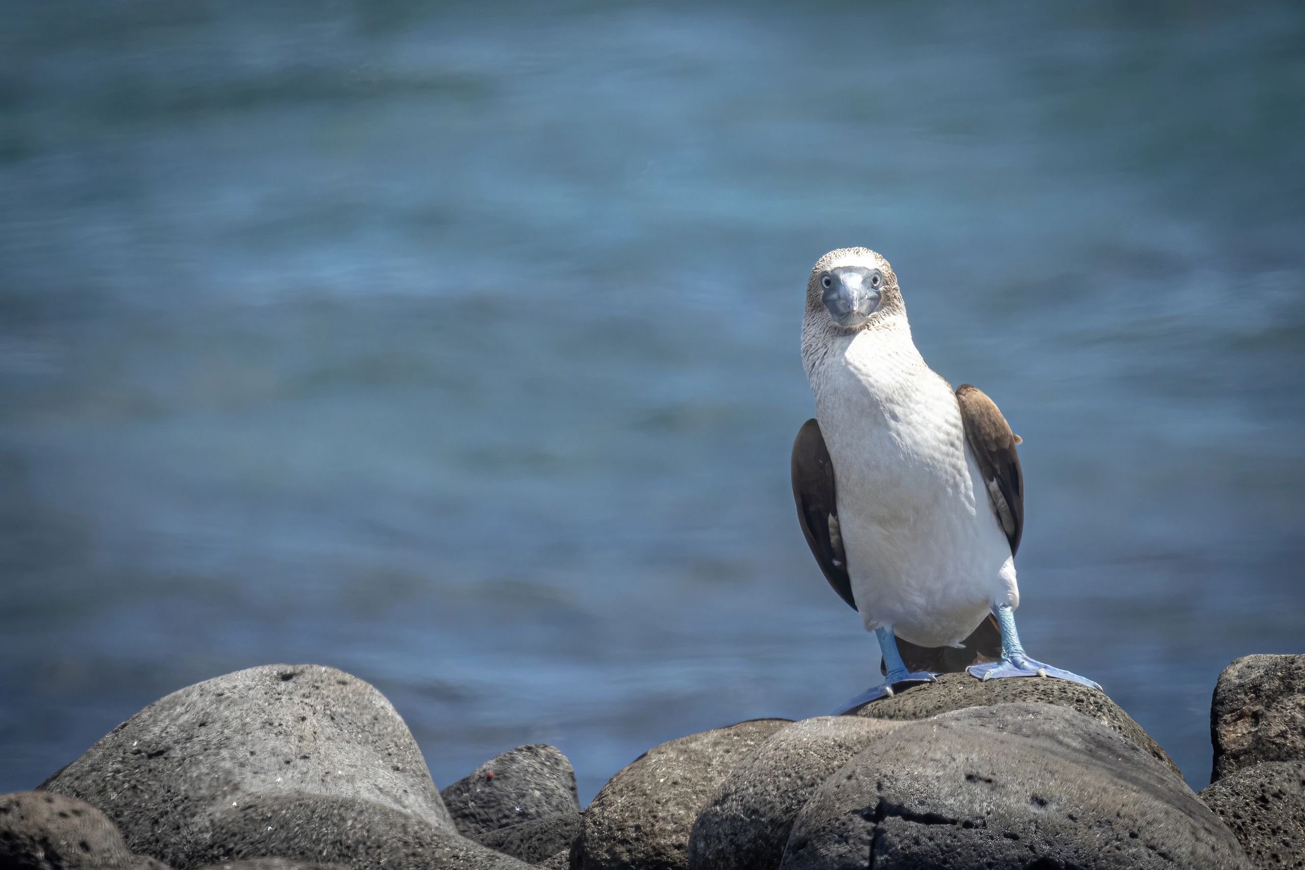A blue-footed booby bird standing on rocks by the water.
