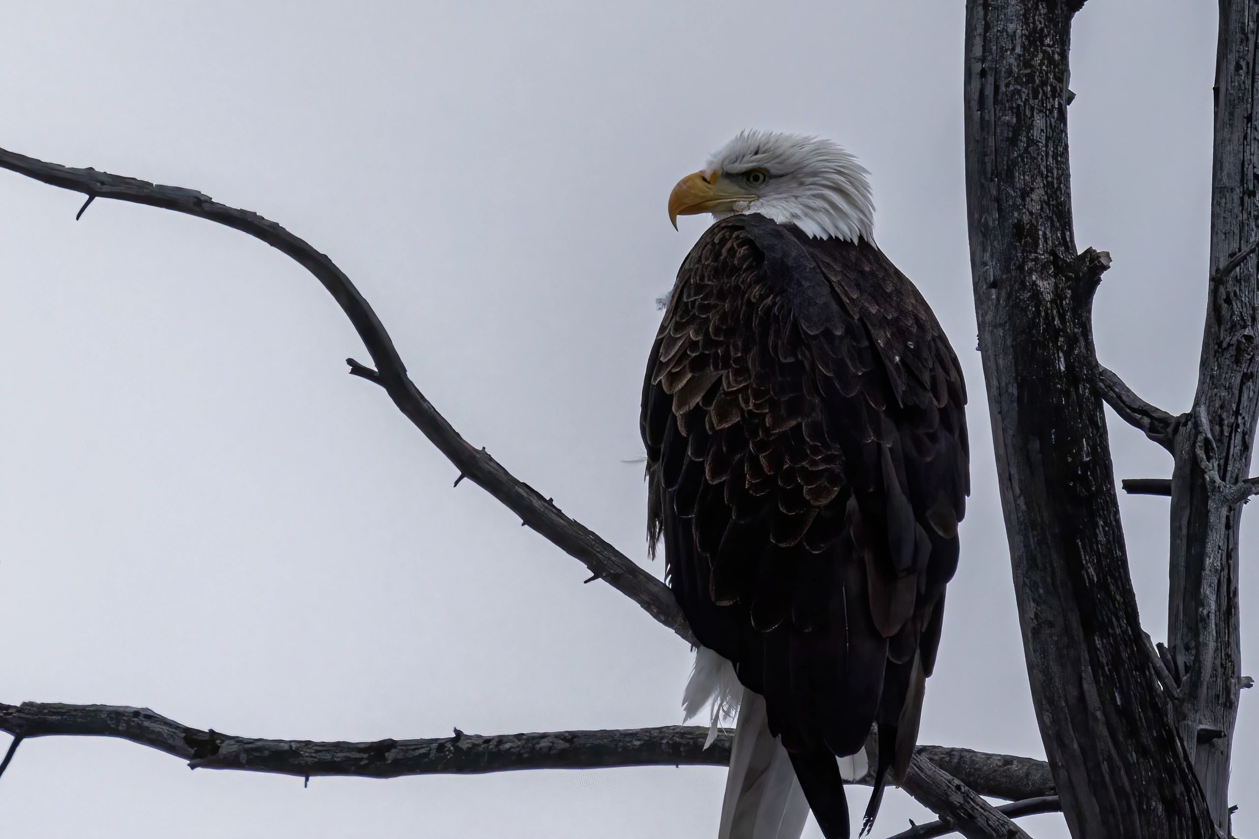 A bald eagle perched on a bare tree branch against a gray sky.