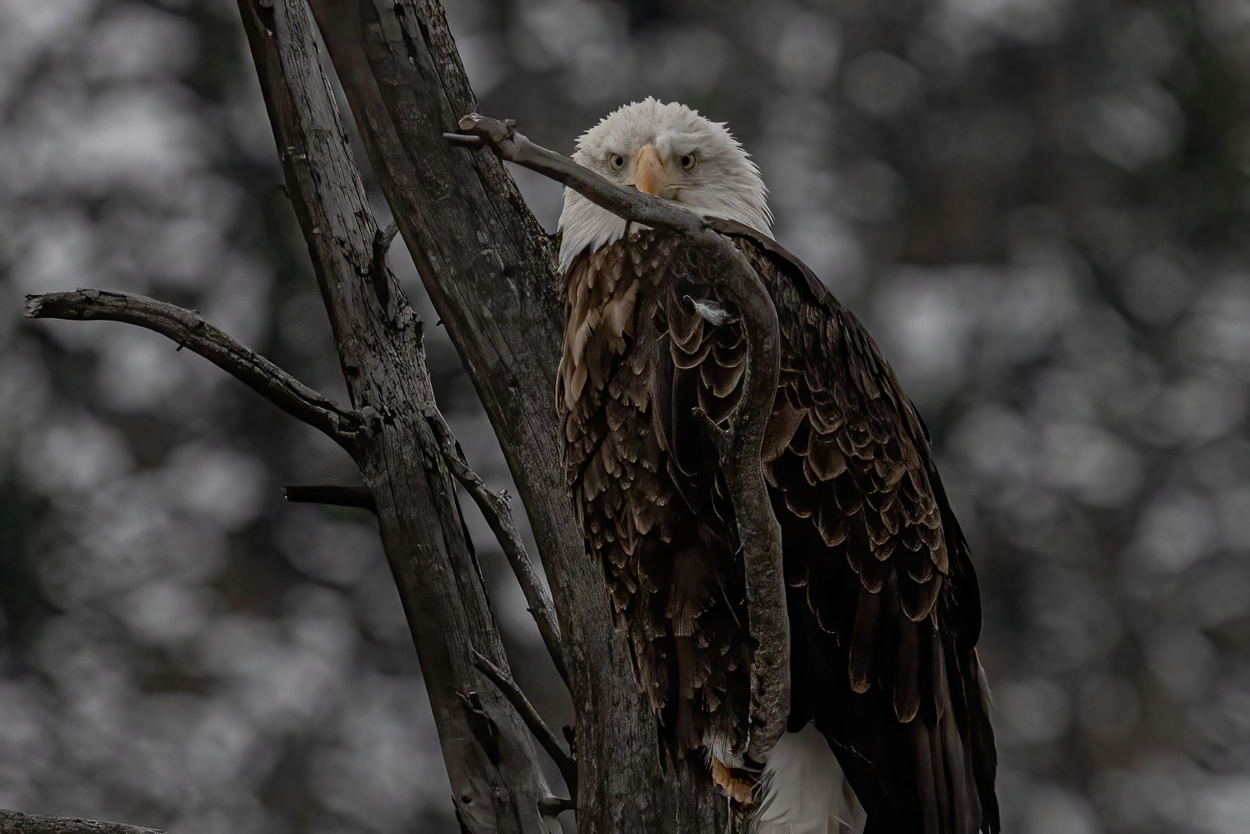 A bald eagle perched behind a branch, staring intensely.