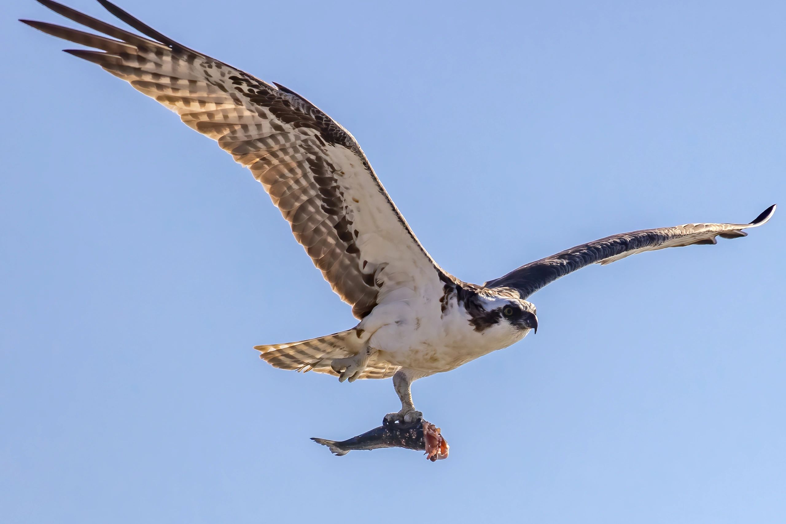 An osprey flying with a fish in its talons against a clear blue sky.